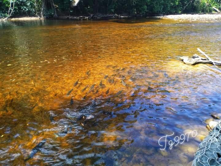 Belebar Studio Room Taman Negara Pahang Malaysia Kuala Tahan Ngoại thất bức ảnh